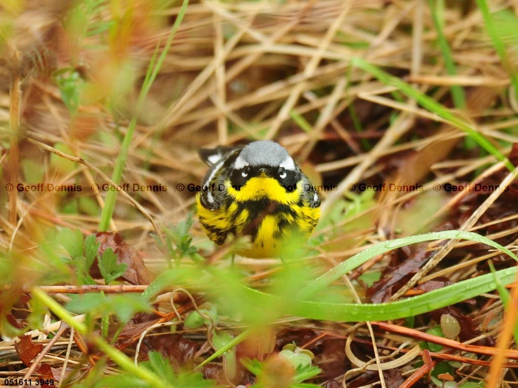 MAWA-BF_Magnolia-Warbler