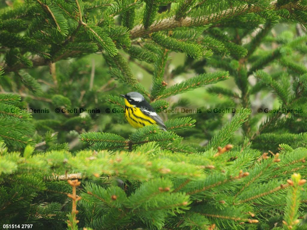 MAWA-BG_Magnolia-Warbler