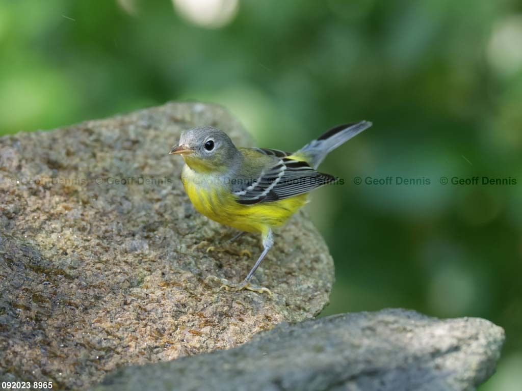 MAWA-BH-_Magmolia-Warbler