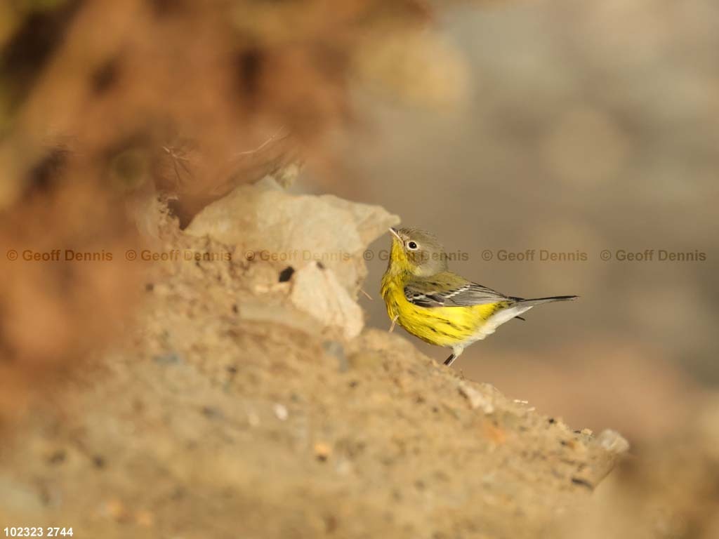 MAWA-BI-_Magmolia-Warbler