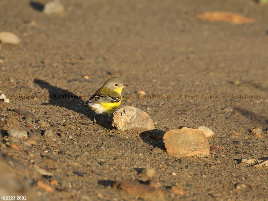 MAWA-BJ-_Magmolia-Warbler