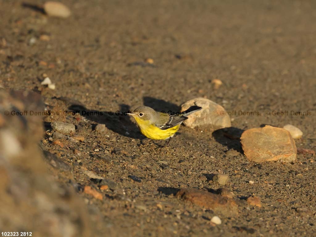 MAWA-BK-_Magmolia-Warbler