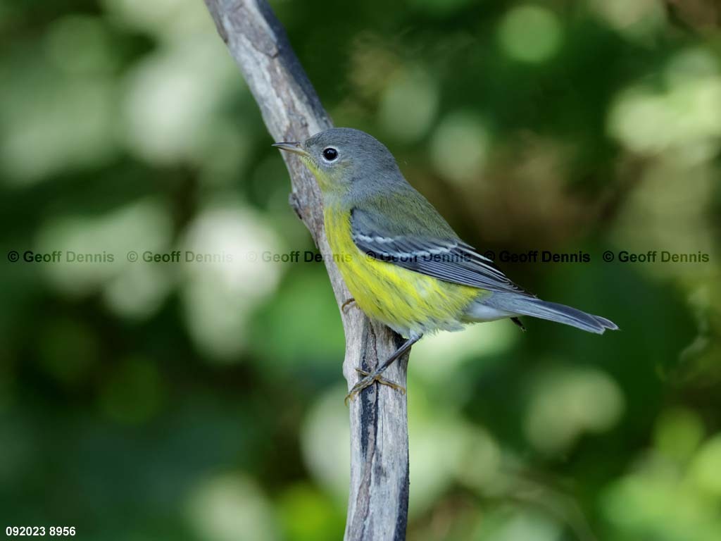 MAWA-BL_Magnolia-Warbler