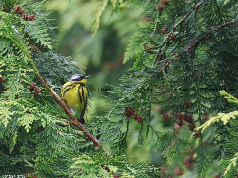 MAWA-BM_Magnolia-Warbler