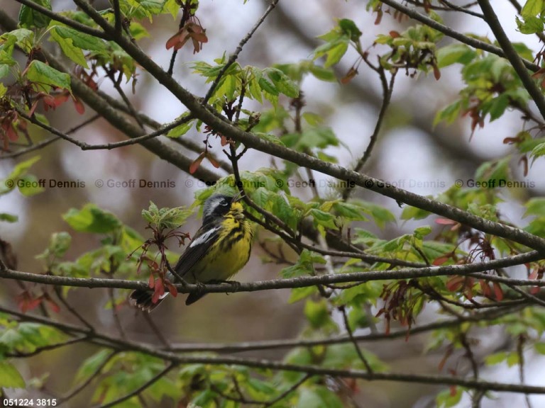 MAWA-BN_Magnolia-Warbler