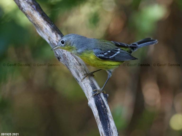 MAWA-BO_Magnolia-Warbler