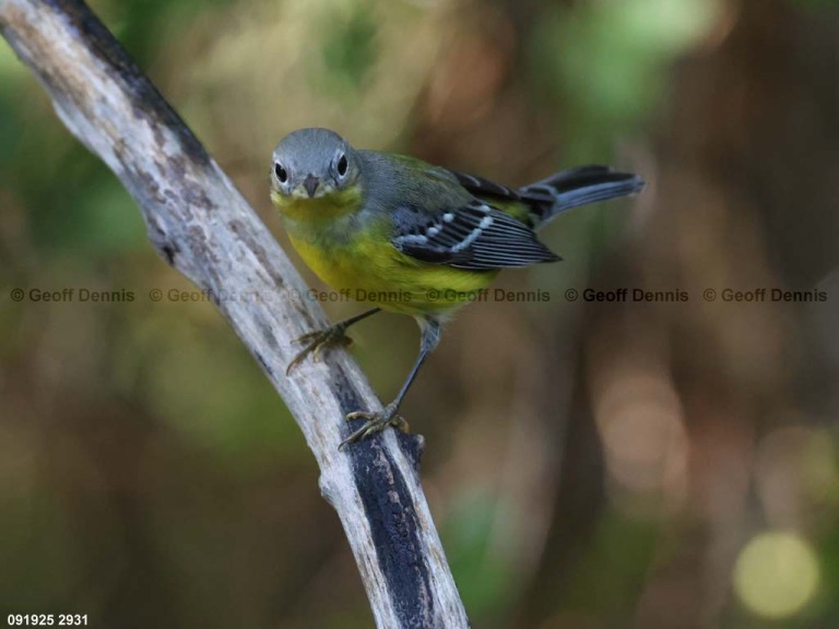 MAWA-BP_Magnolia-Warbler