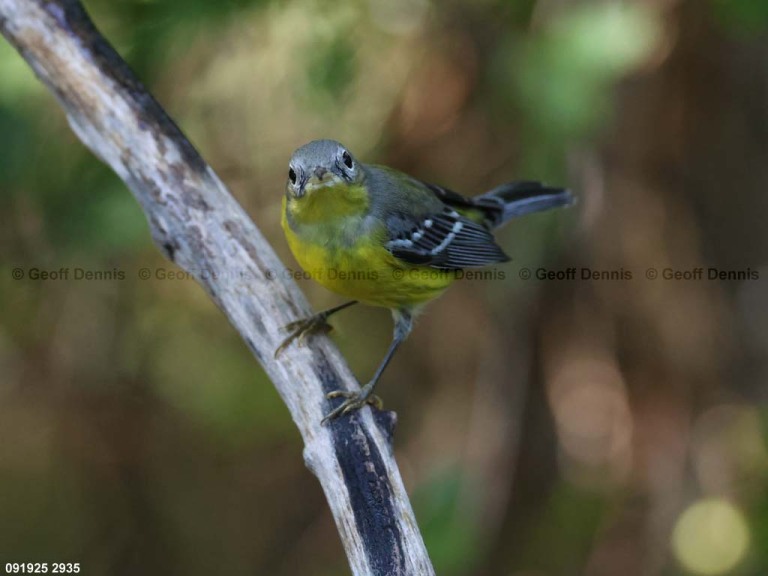 MAWA-BQ_Magnolia-Warbler