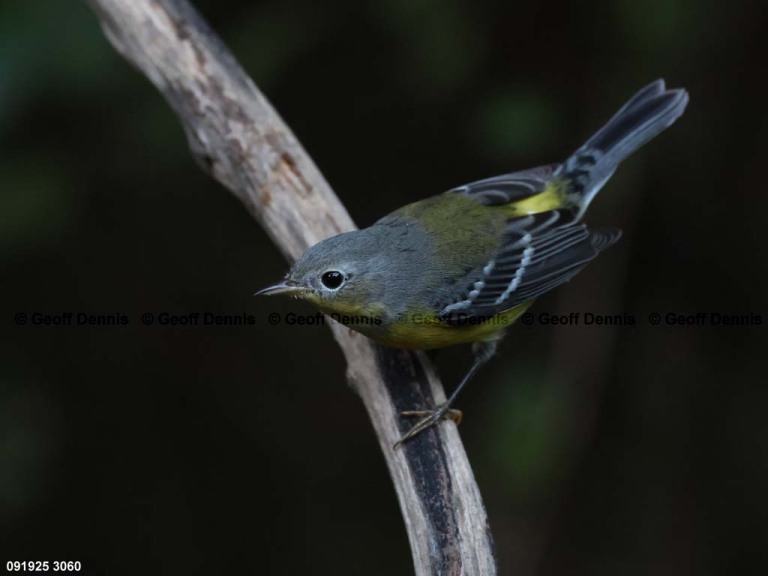 MAWA-BR_Magnolia-Warbler