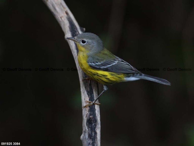 MAWA-BS_Magnolia-Warbler