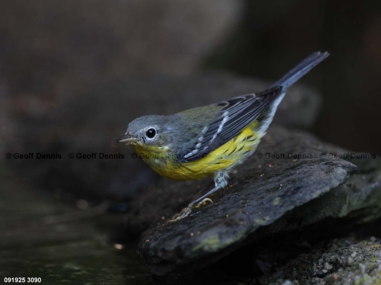 MAWA-BT_Magnolia-Warbler