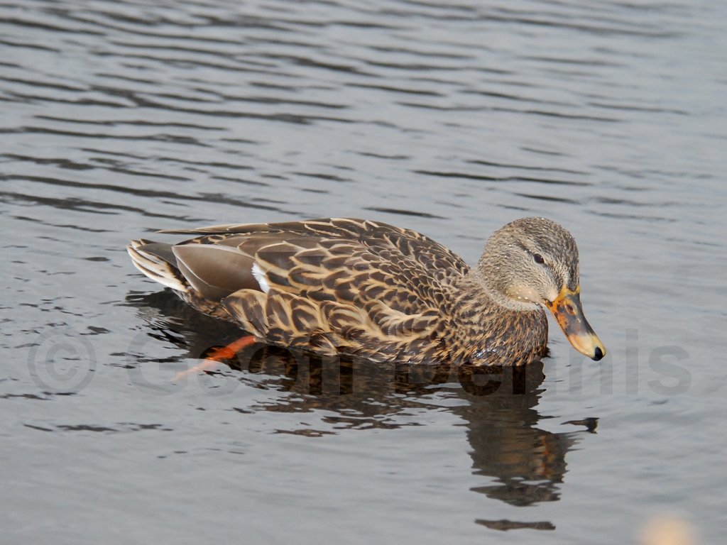 MALL-AA_Mallard