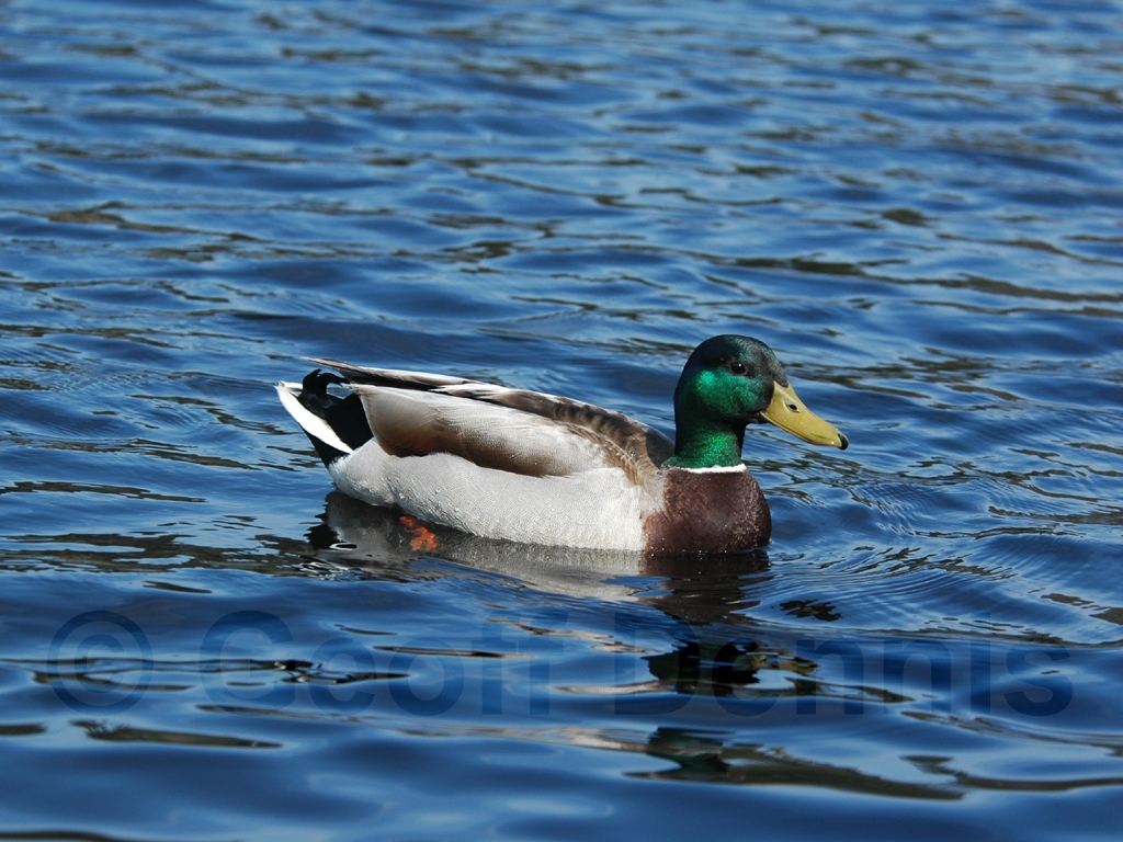 MALL-AB_Mallard