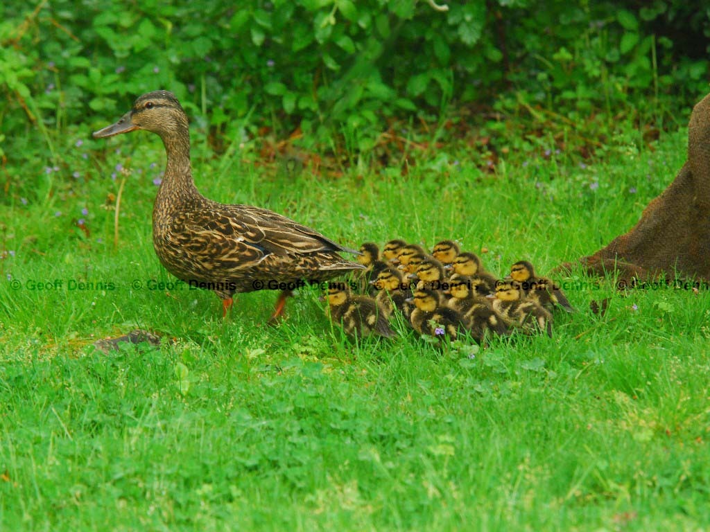 MALL-AC_Mallard