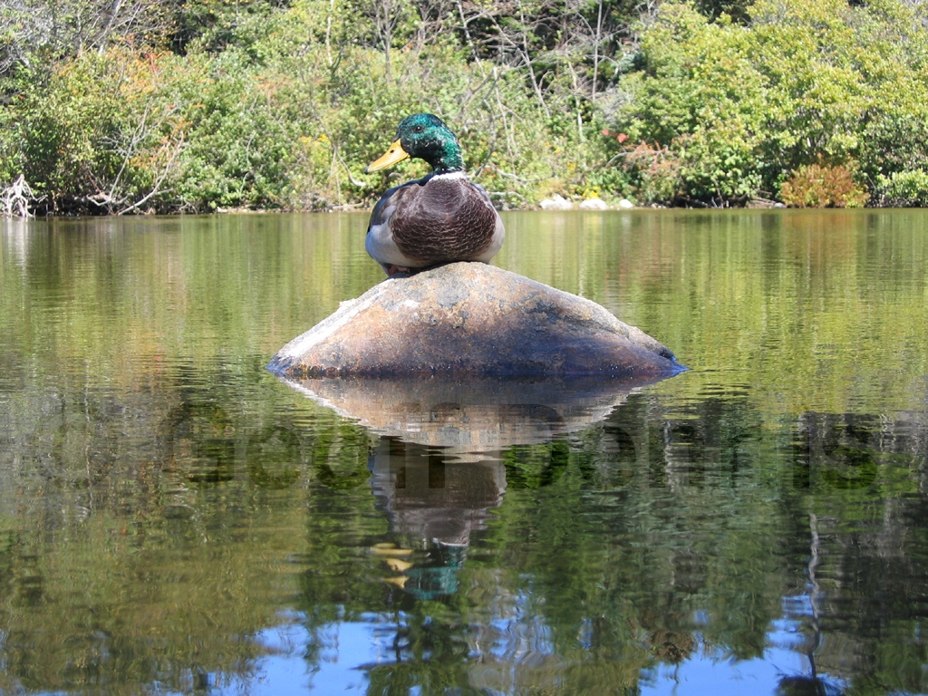 MALL-AD_Mallard