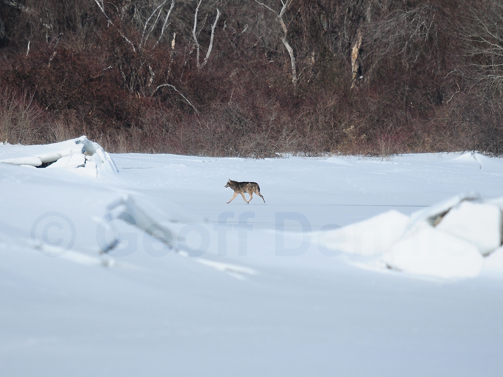 Coyote-AC
