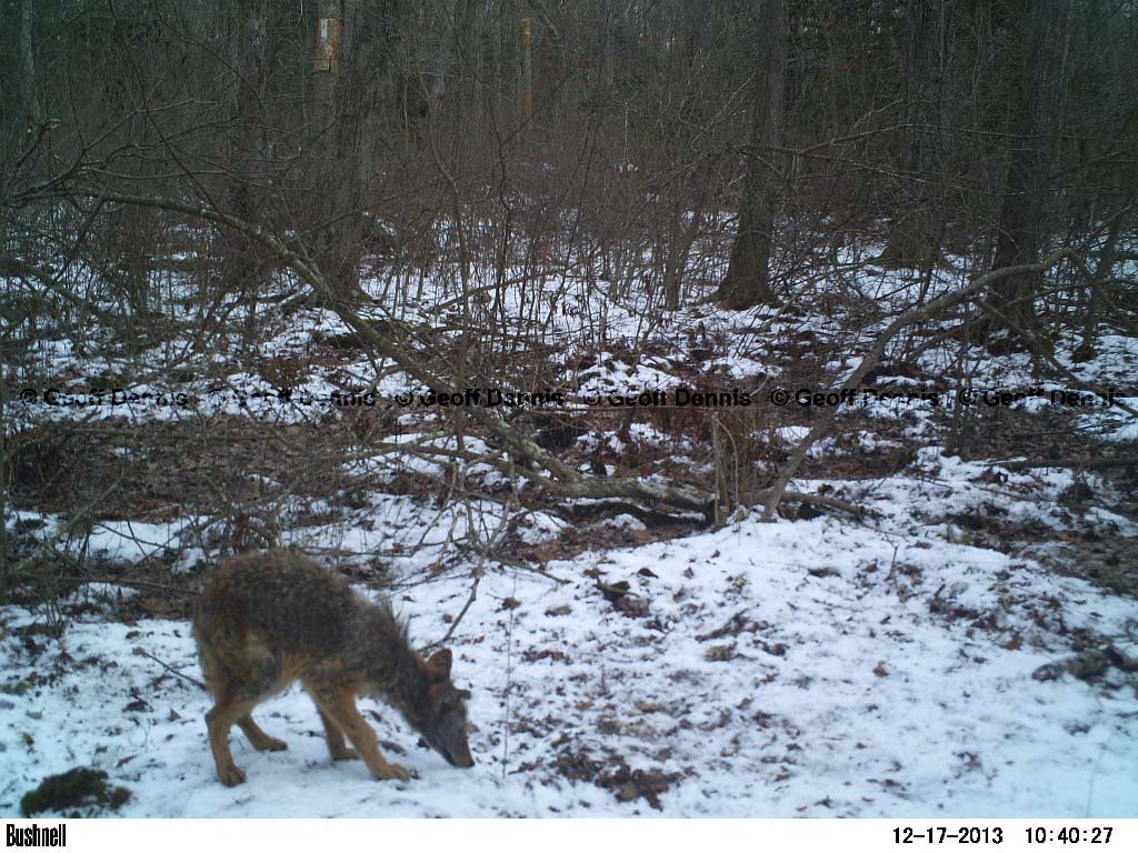 Coyote-AG