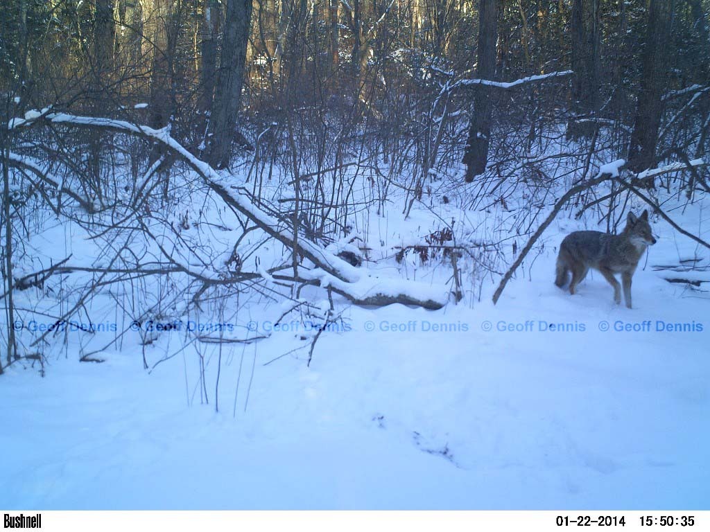 Coyote-AH