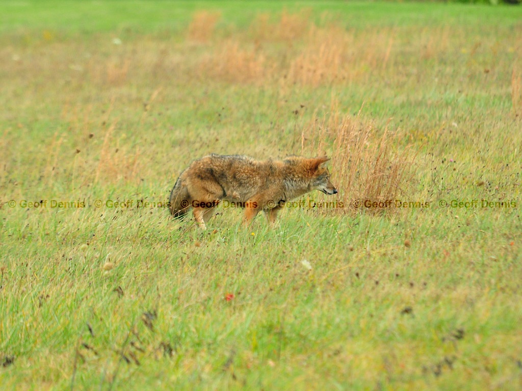 Coyote-AI