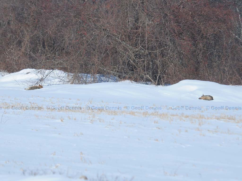 Coyote-AK