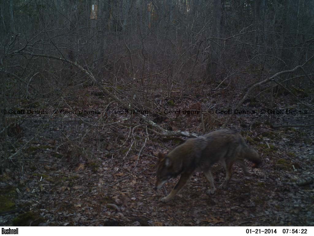 Coyote-AL
