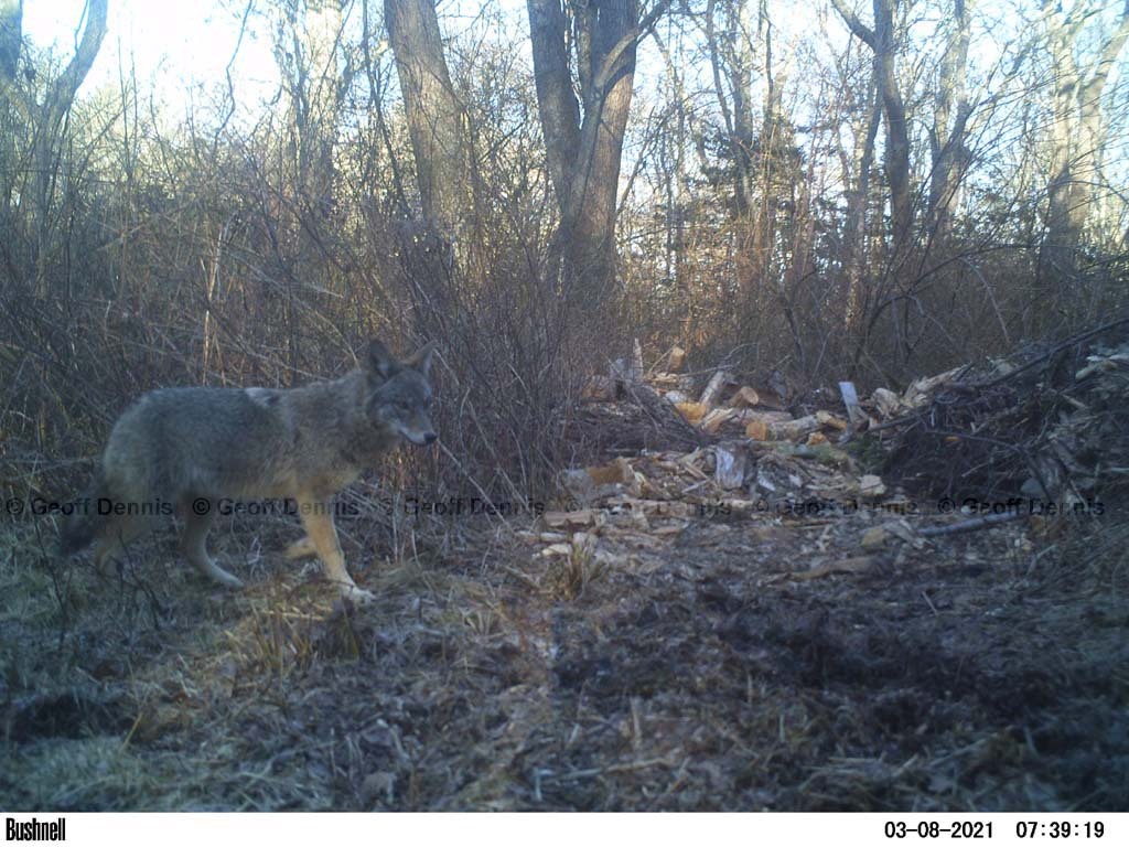 Coyote-AM