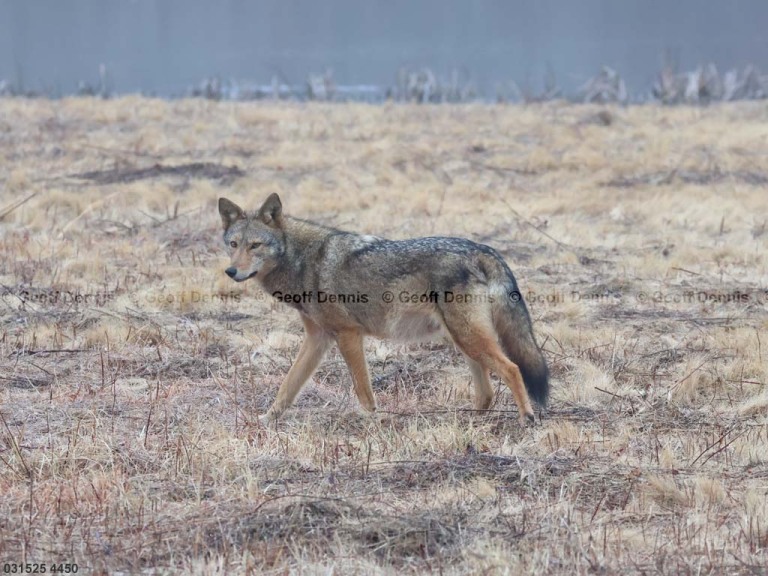 Coyote-AQ