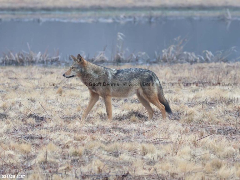 Coyote-AR