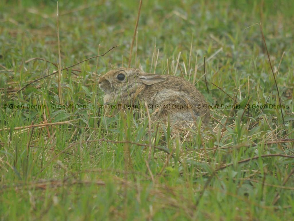 E-Cottontail-AA