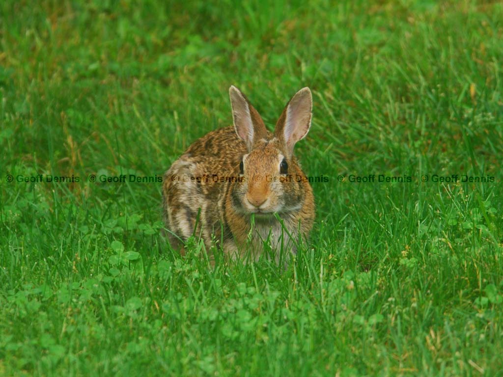E-Cottontail-AB