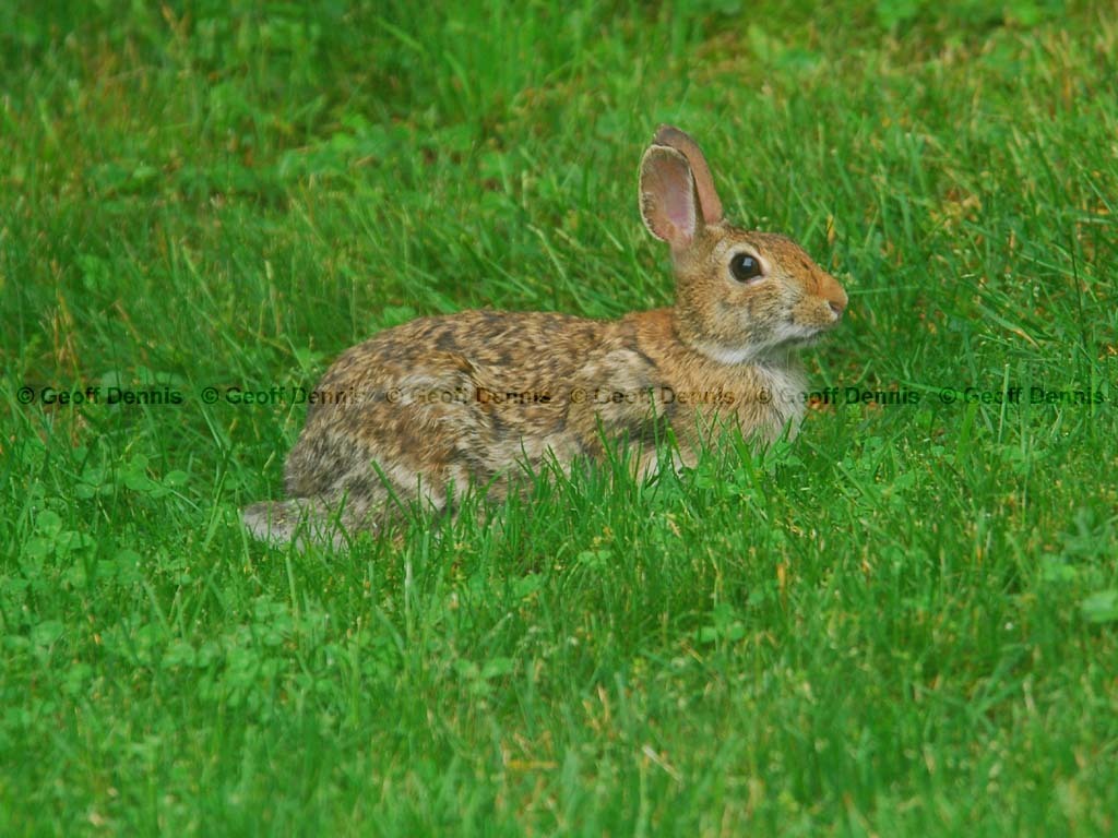 E-Cottontail-AC
