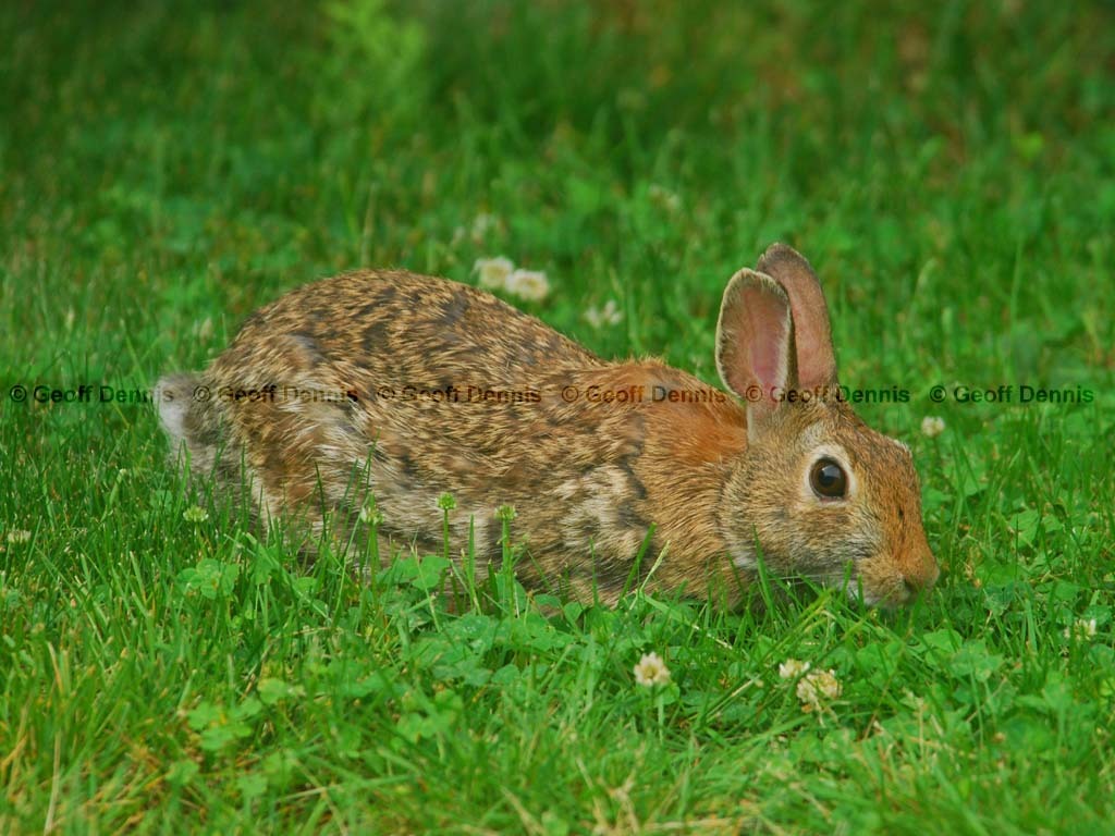 E-Cottontail-AD