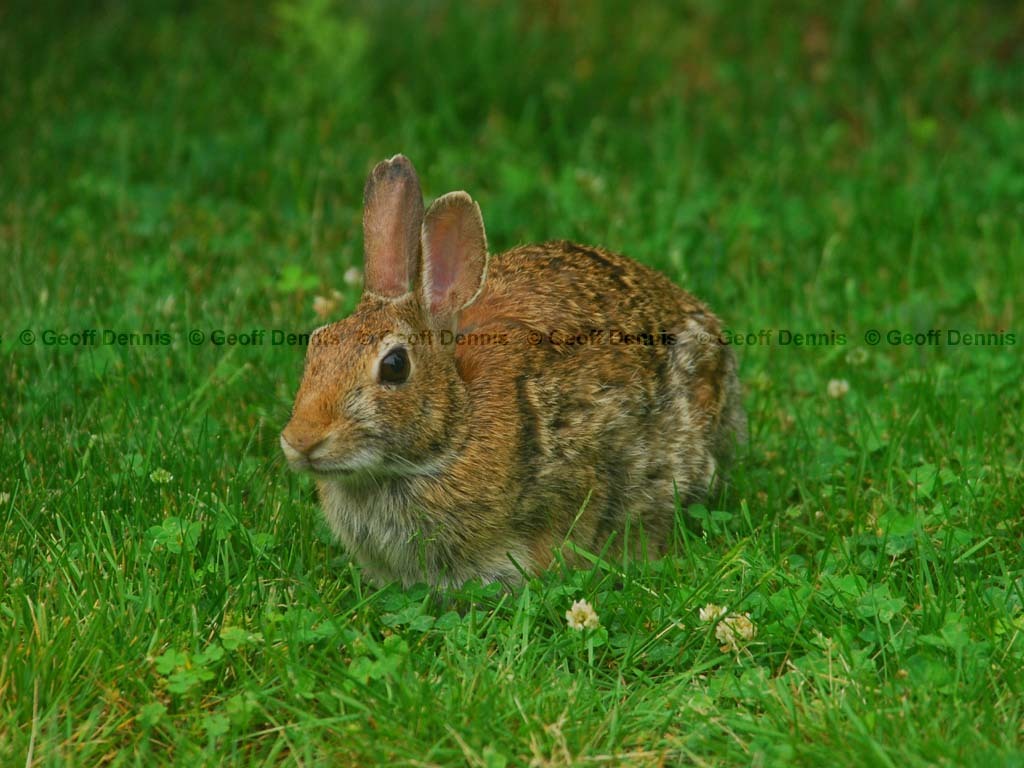 E-Cottontail-AE