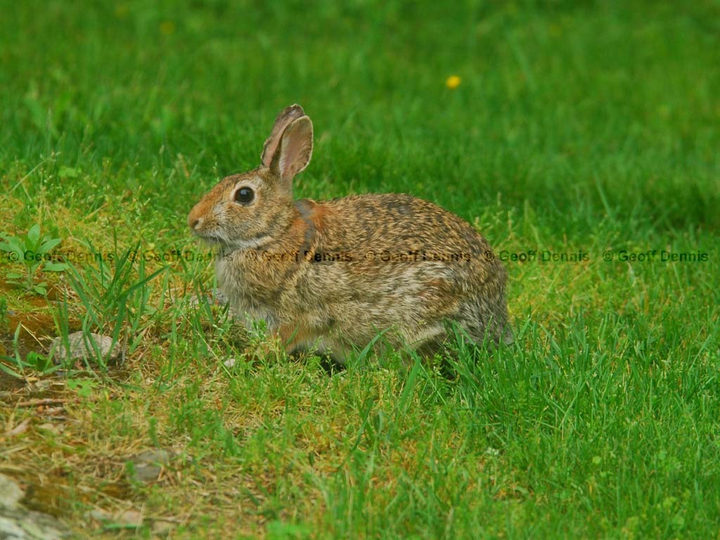 E-Cottontail-AF