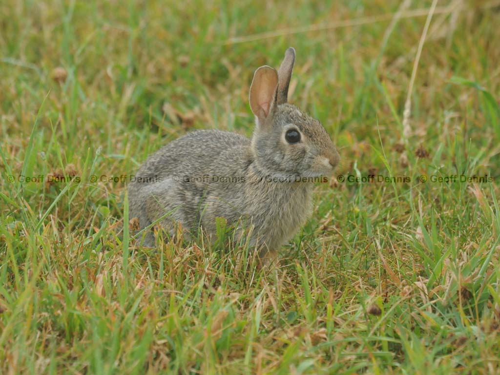E-Cottontail-AG