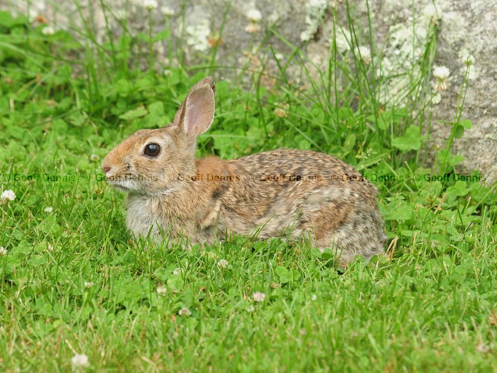 E-Cottontail-AH