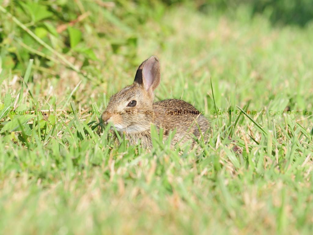E-Cottontail-AI