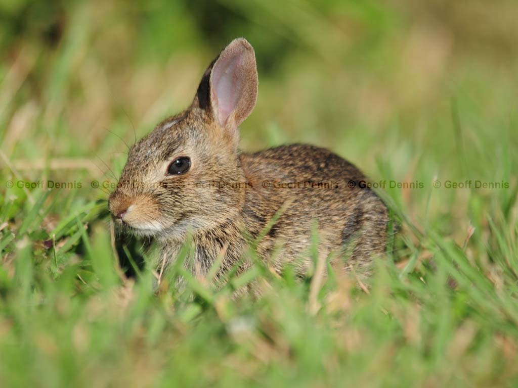 E-Cottontail-AJ