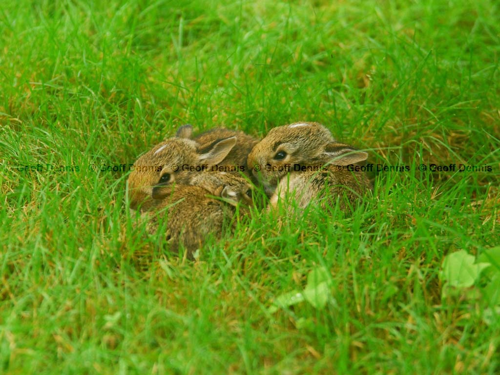E-Cottontail-AK