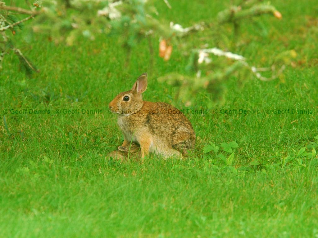 E-Cottontail-AL