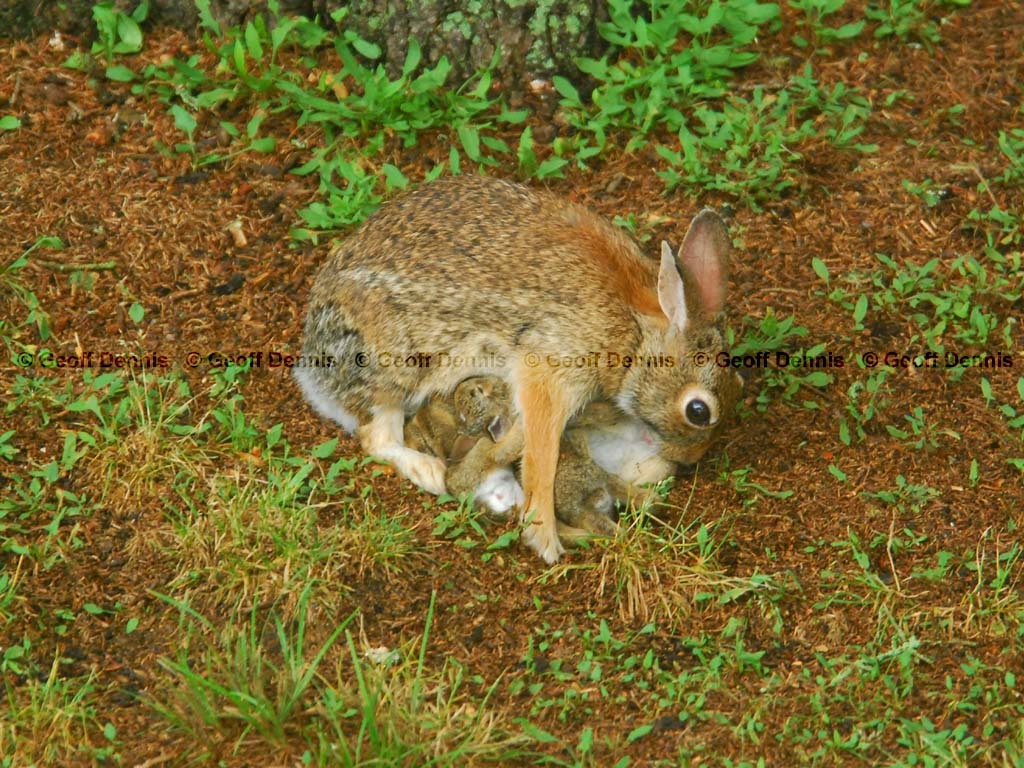 E-Cottontail-AM