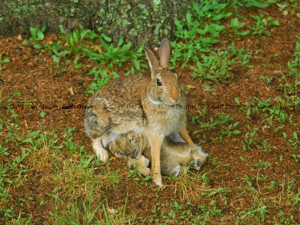 E-Cottontail-AN