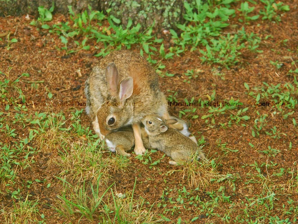E-Cottontail-AO