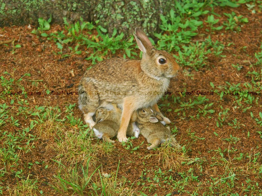 E-Cottontail-AP
