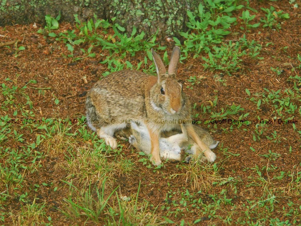 E-Cottontail-AQ