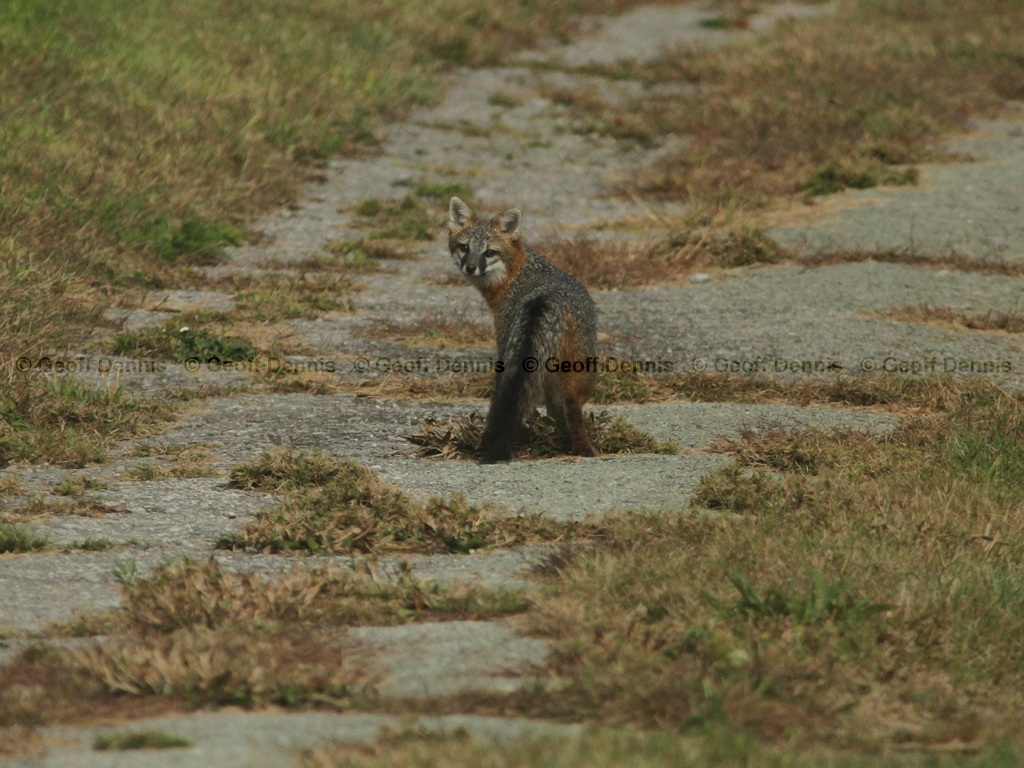 Gray-Fox-AA