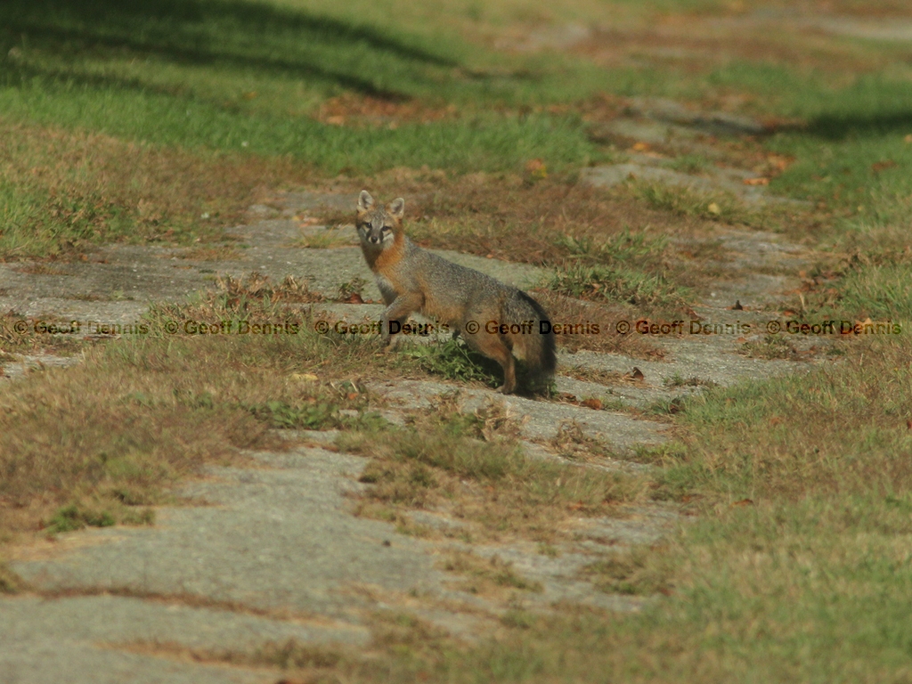 Gray-Fox-AB