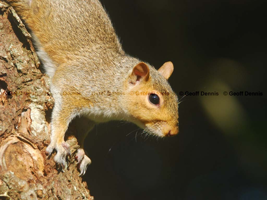 Gray-Squirrel-AA