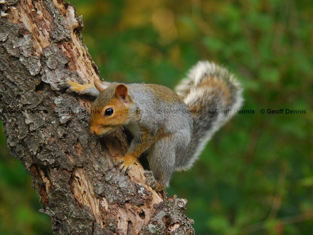 Gray-Squirrel-AB