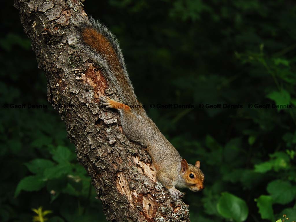 Gray-Squirrel-AC